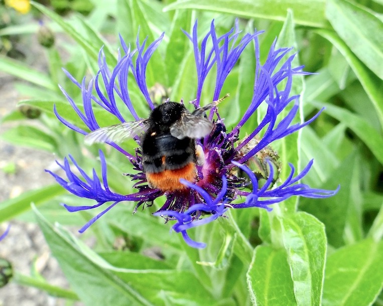 bumblebee